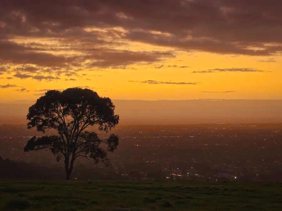 Golden sunset over Adelaide with a lone eucalyptus tree